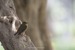 Image of Large Blue Flycatcher