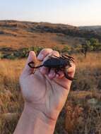 Image of Magaliesberg Rock Scorpion