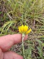 Image of Tragopogon dasyrhynchus Artemczuk