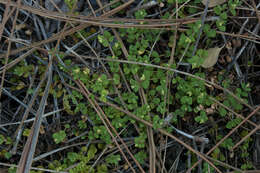 Image of Euphorbia deltoidea subsp. deltoidea