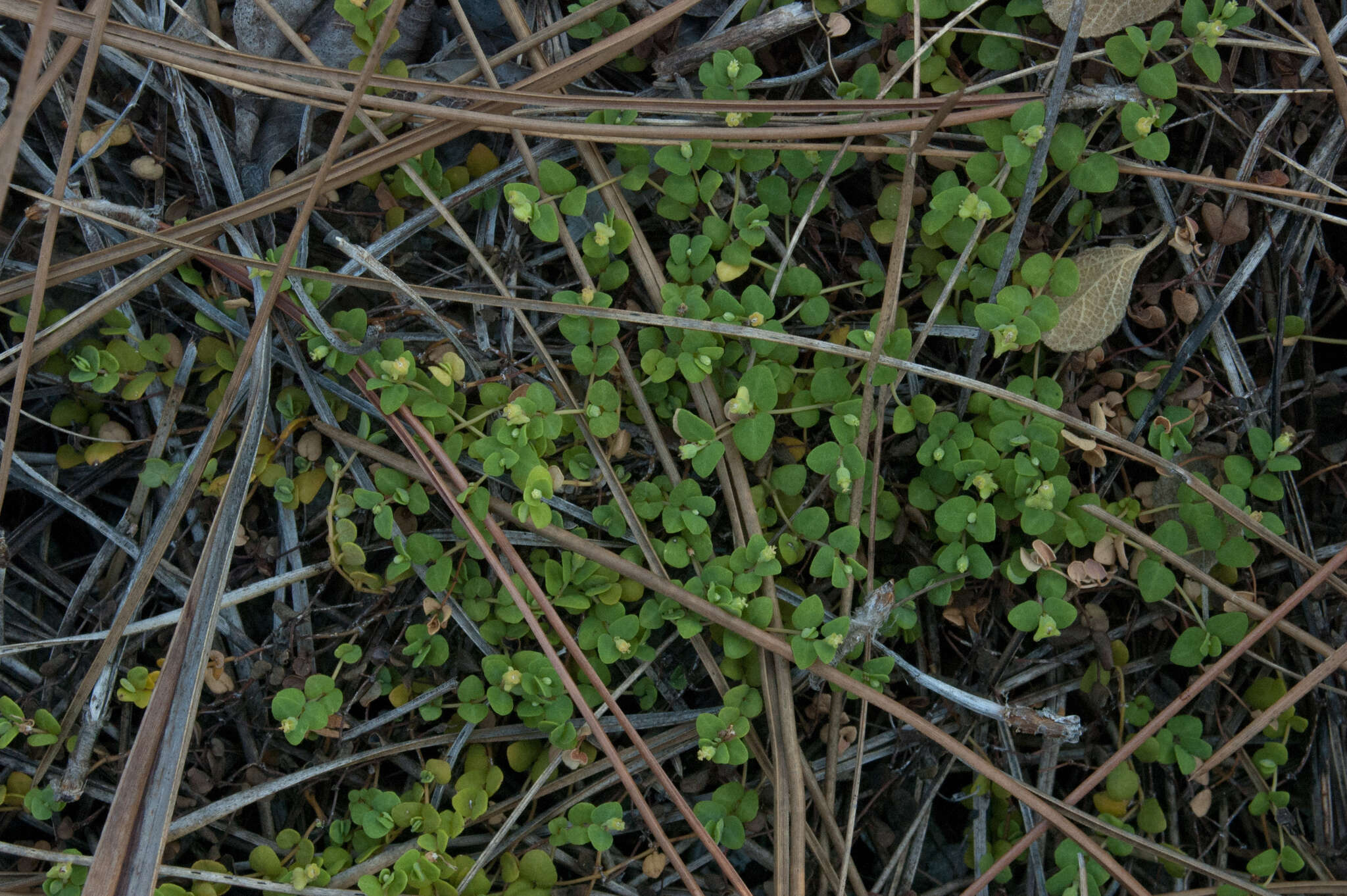 Image of Euphorbia deltoidea subsp. deltoidea