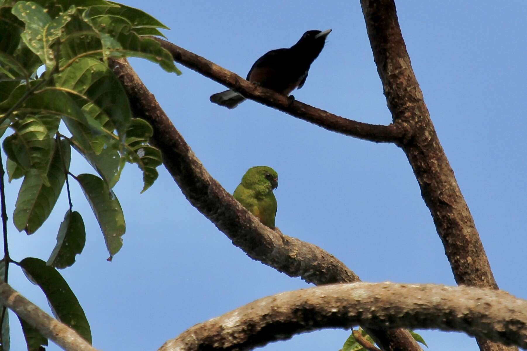 Image of Emerald Pygmy Parrot