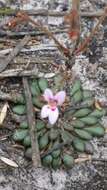 Image of Stylidium assimile R. Br.