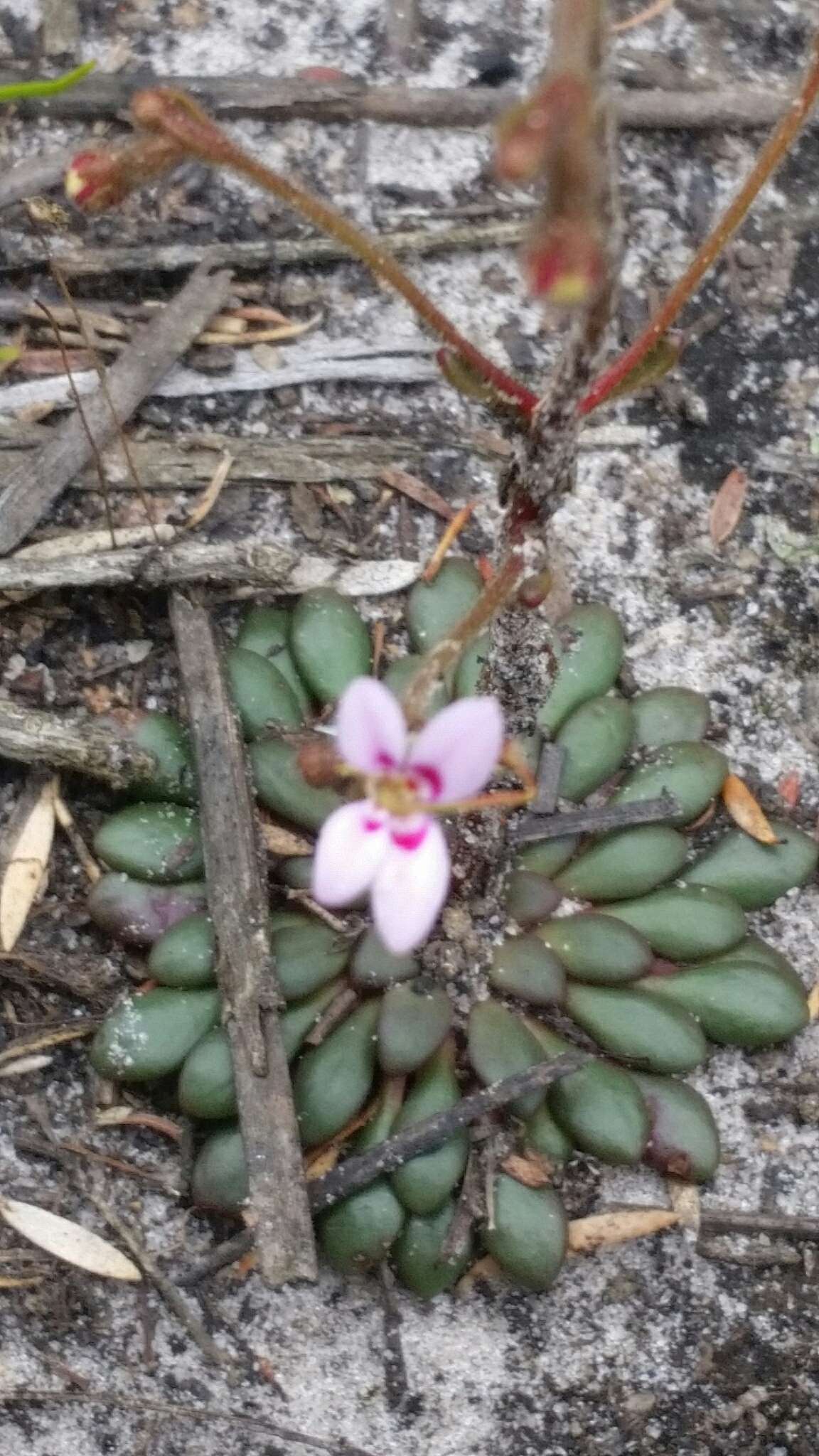 Image of Stylidium assimile R. Br.