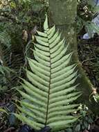 Image of Limestone Fern