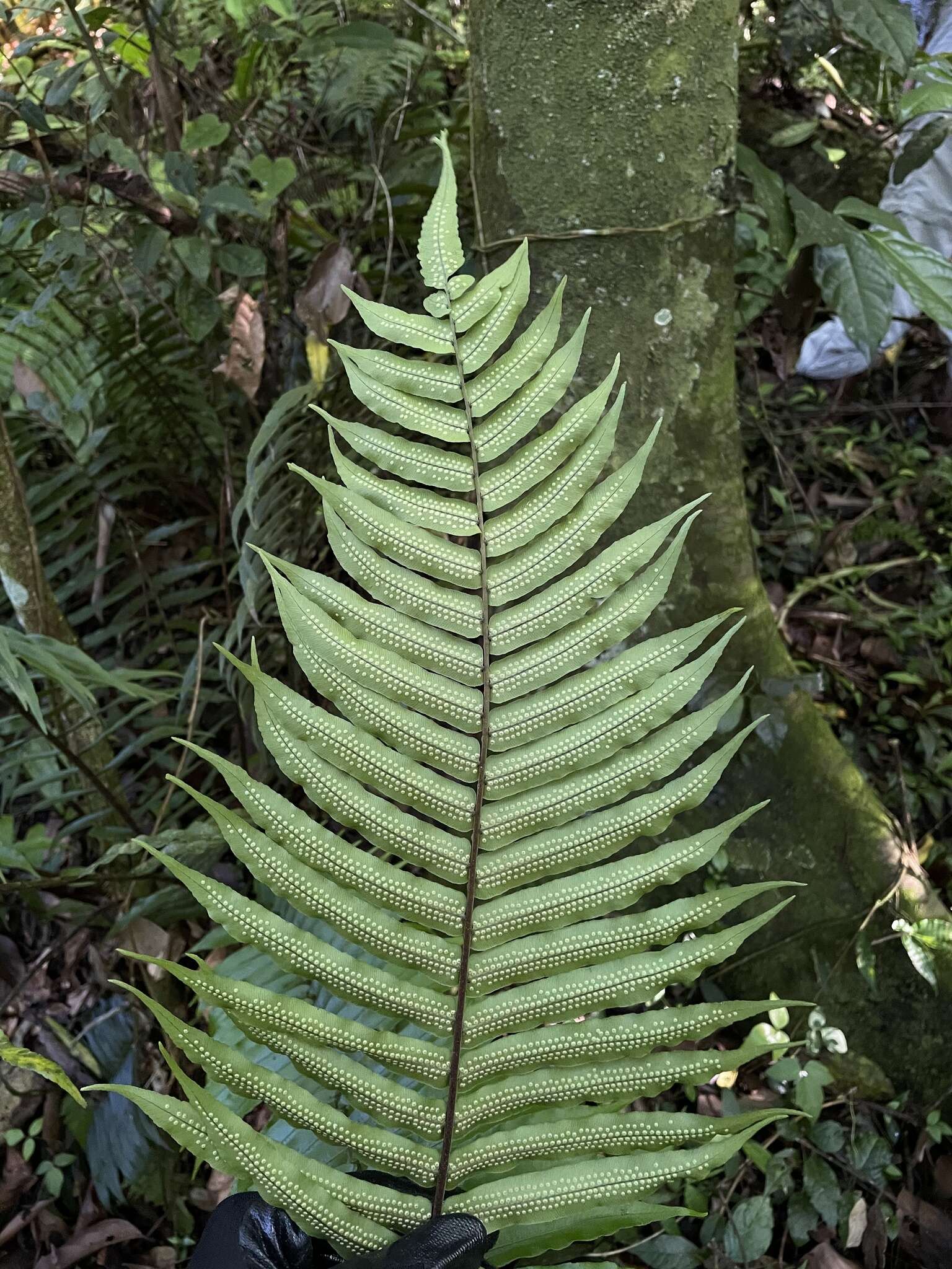 Image of Limestone Fern