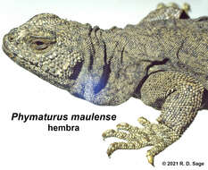 Image of Phymaturus loboi Troncoso-Palacios, Ferri-Yáñez, Laspiur & Aguilar 2019