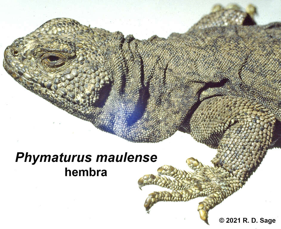 Image of Phymaturus loboi Troncoso-Palacios, Ferri-Yáñez, Laspiur & Aguilar 2019