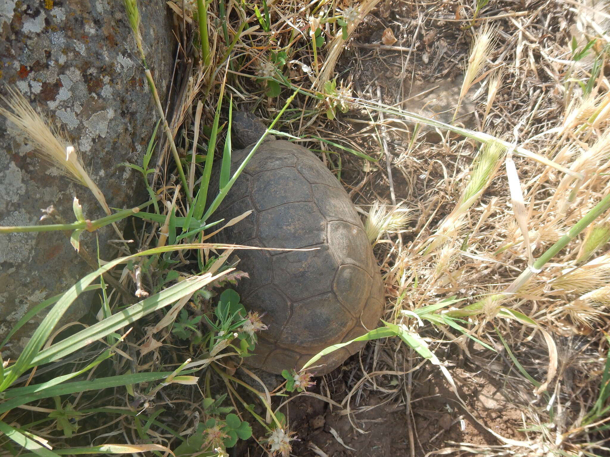 Image of Mediterranean Spur-thighed Tortoise