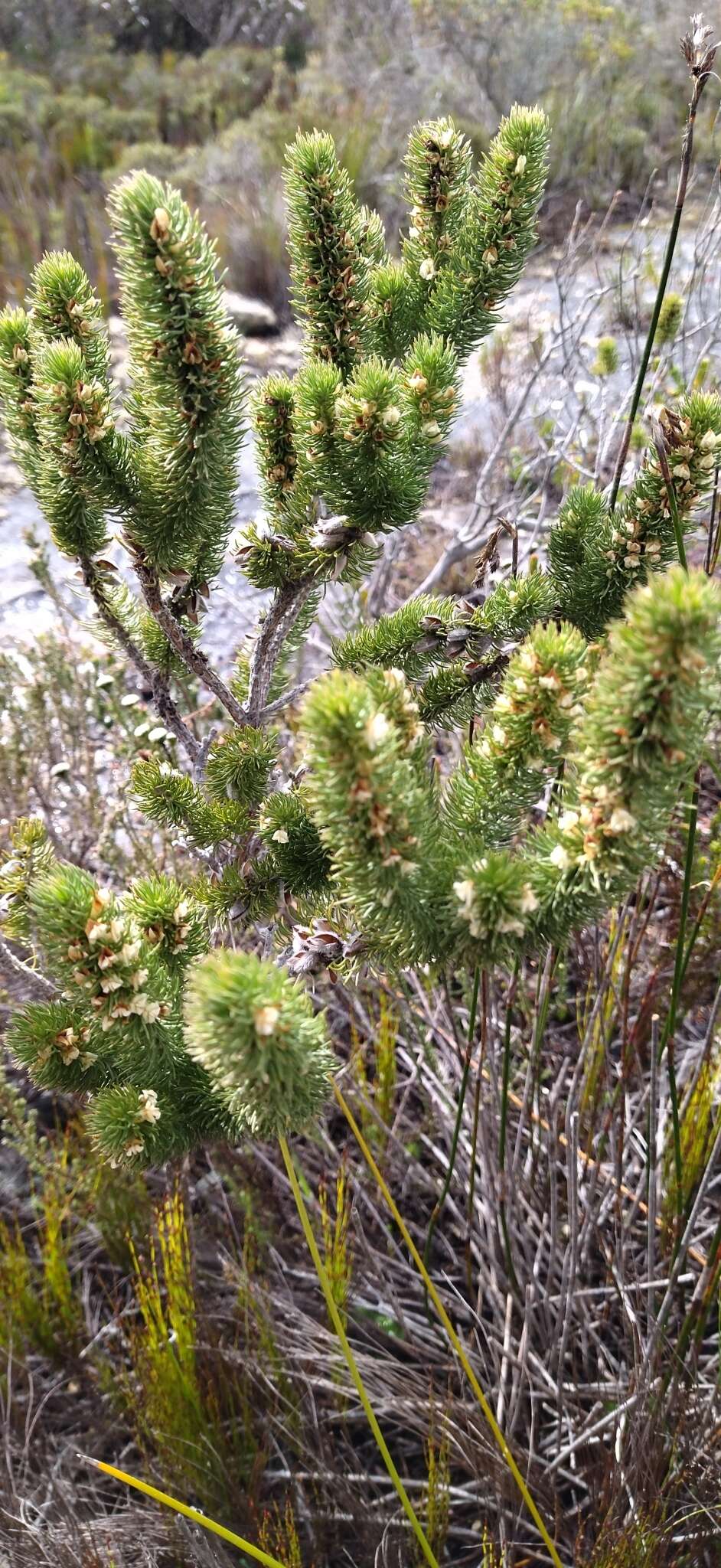 Imagem de Aspalathus incurvifolia Walp.