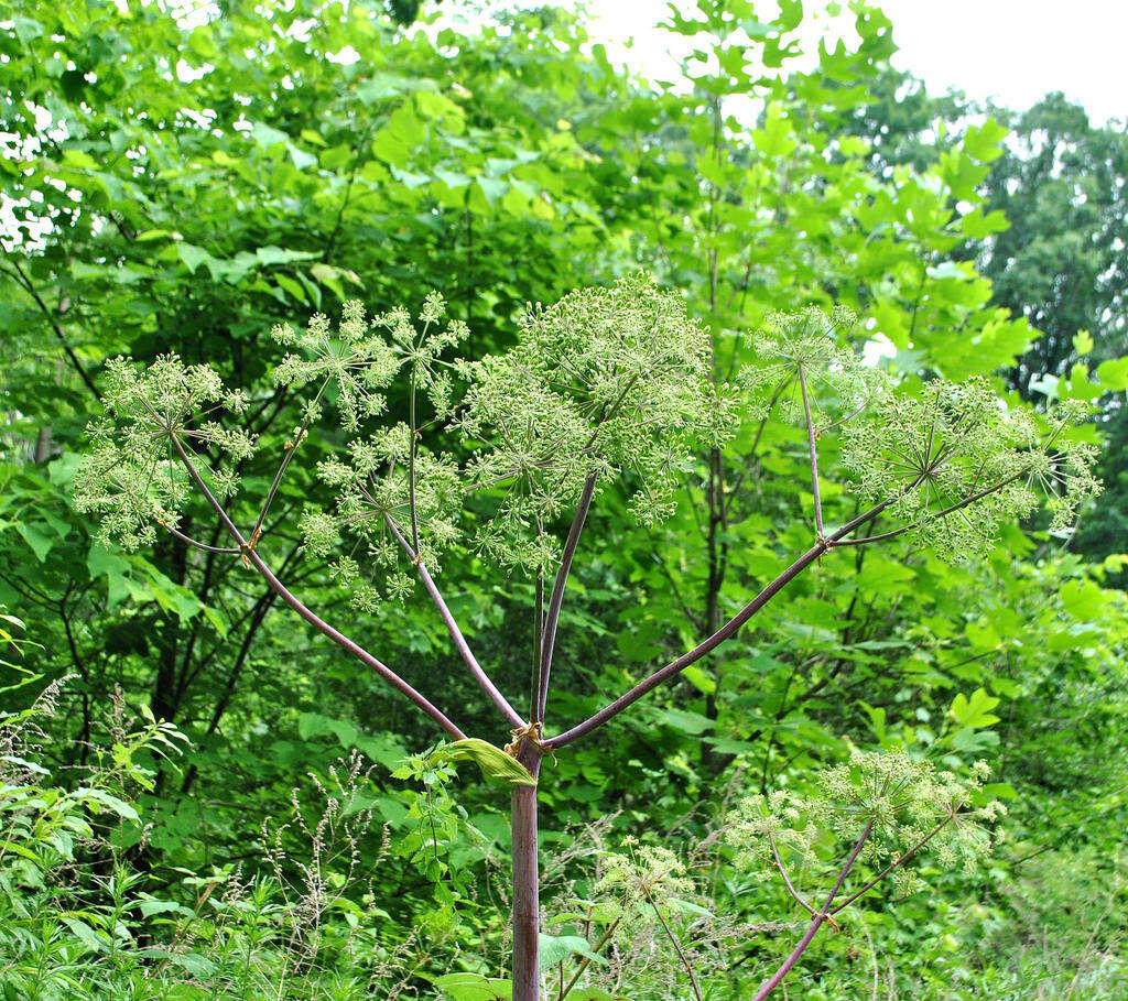 صورة Angelica atropurpurea L.