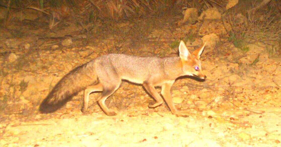 Слика од Vulpes chama (A. Smith 1833)