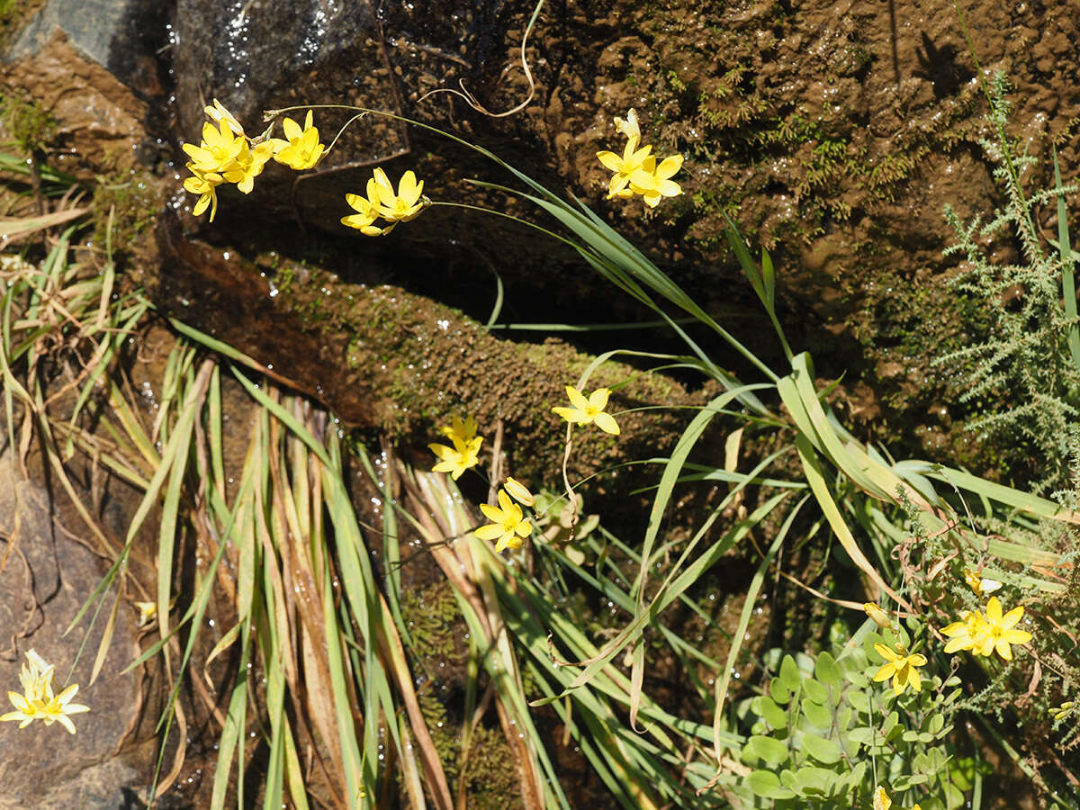 Image of Ixia angelae Goldblatt & J. C. Manning