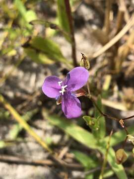 Image de Murdannia spirata (L.) G. Brückn.