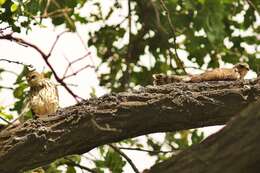 Image of Levant Sparrowhawk