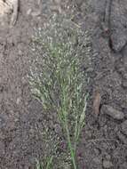 Image of silver hairgrass