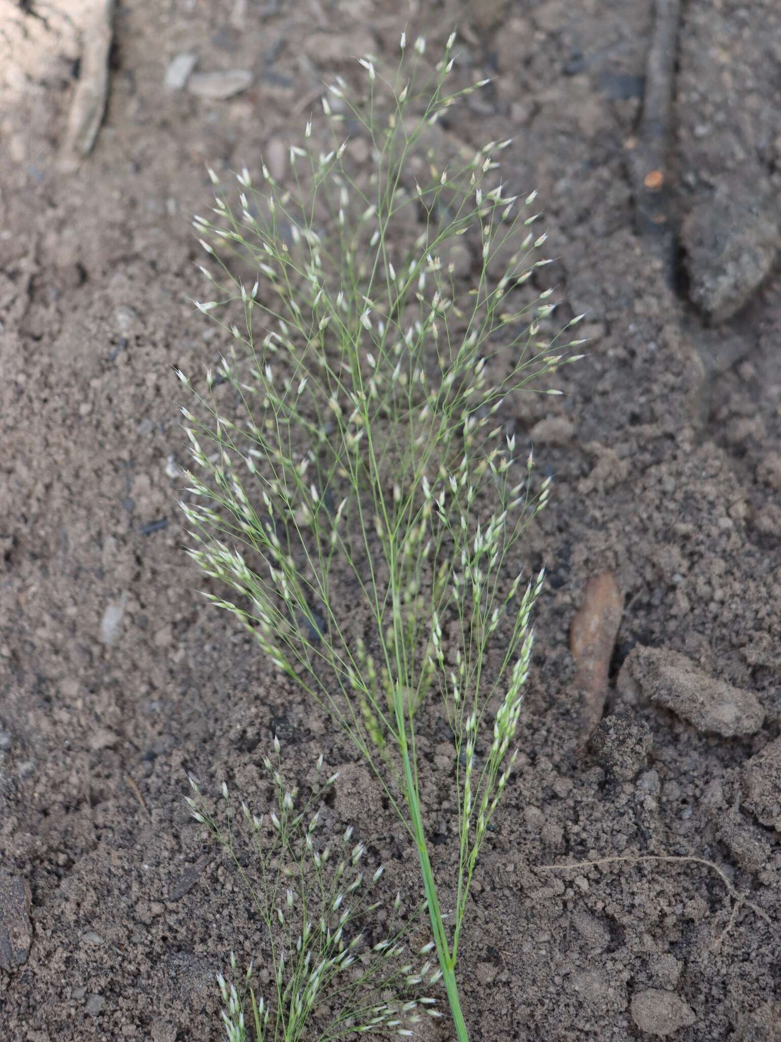 Image of silver hairgrass