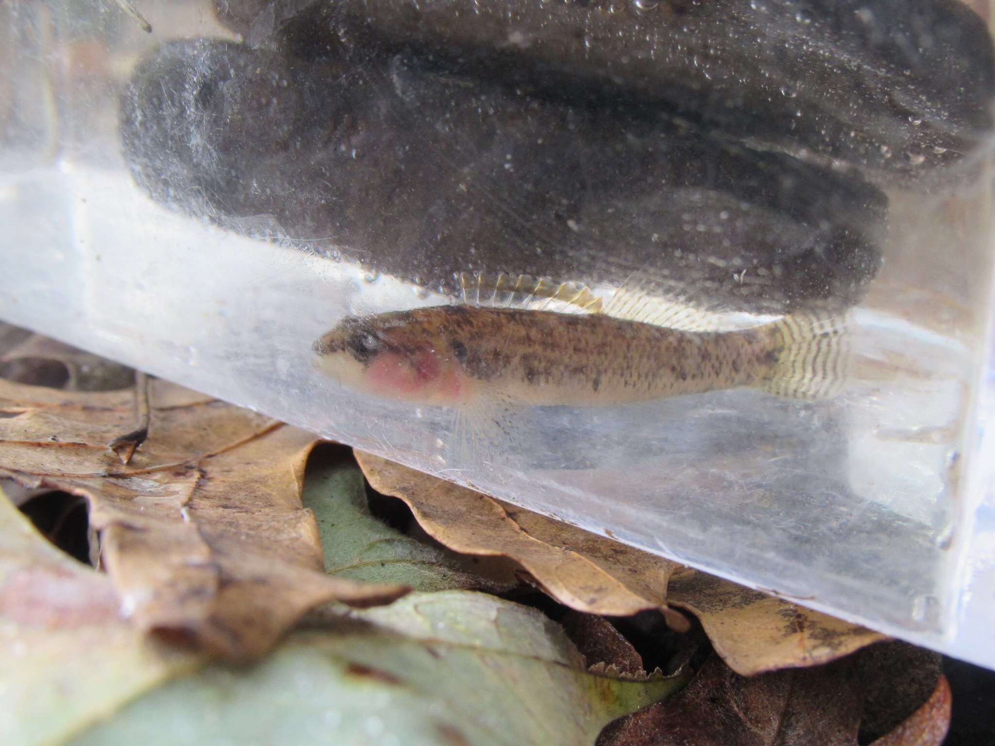 Imagem de Etheostoma kennicotti (Putnam 1863)