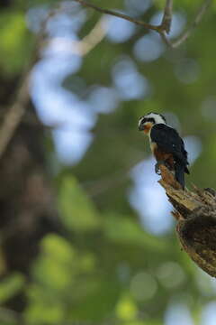 Image of Collared Falconet