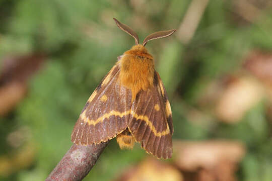 Image of Lemonia dumi (Linnaeus 1761)