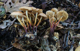 Image of Marasmius cohaerens (Pers.) Cooke & Quél. 1878