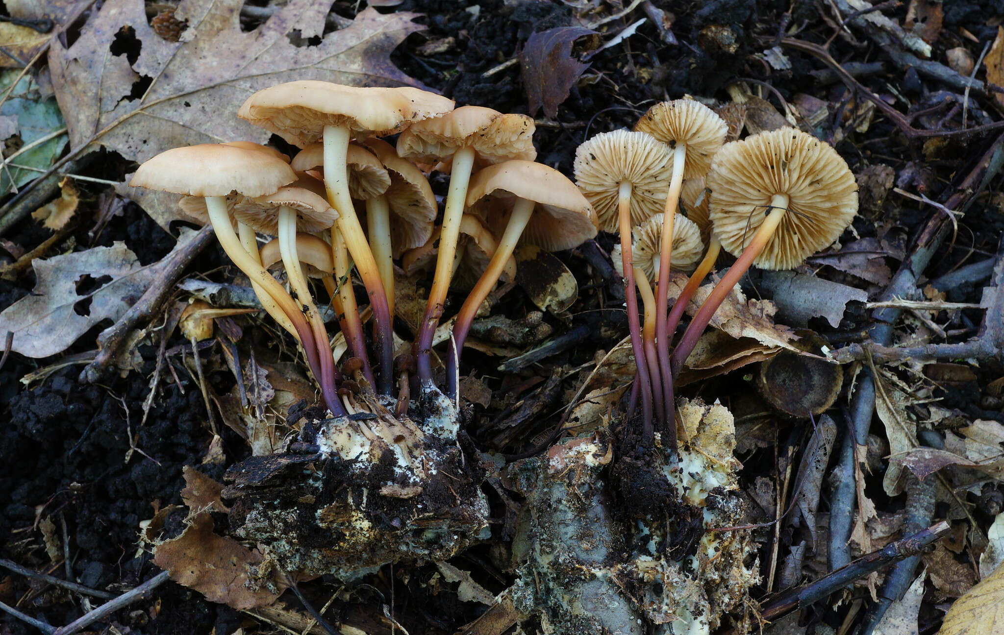 Image of Marasmius cohaerens (Pers.) Cooke & Quél. 1878