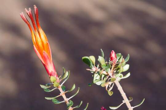 Image of <i>Lambertia <i>inermis</i></i> var. inermis