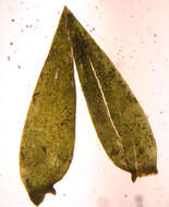 Image of New Mexican fontinalis moss