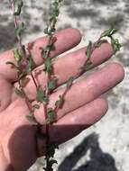 Image of Grindelia inuloides Willd.