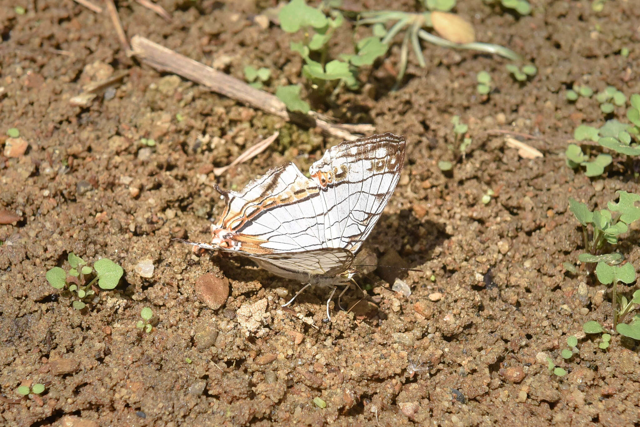 Image de Cyrestis thyodamas formosana Fruhstorfer 1898