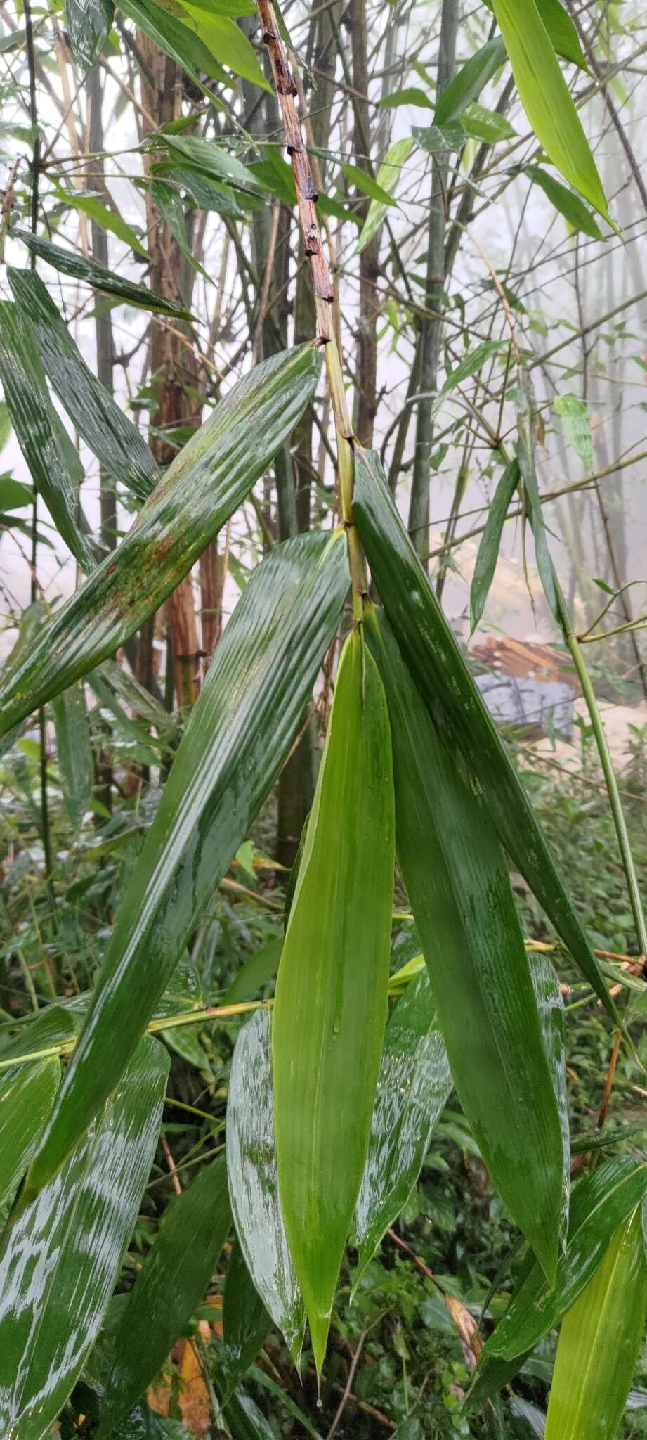 Plancia ëd Dendrocalamus latiflorus Munro