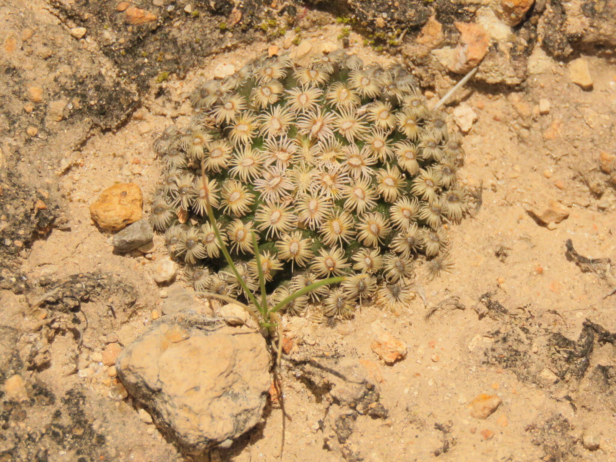 Image of Mammillaria hernandezii Glass & R. A. Foster