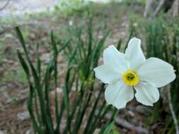 Image de Narcissus medioluteus Mill.