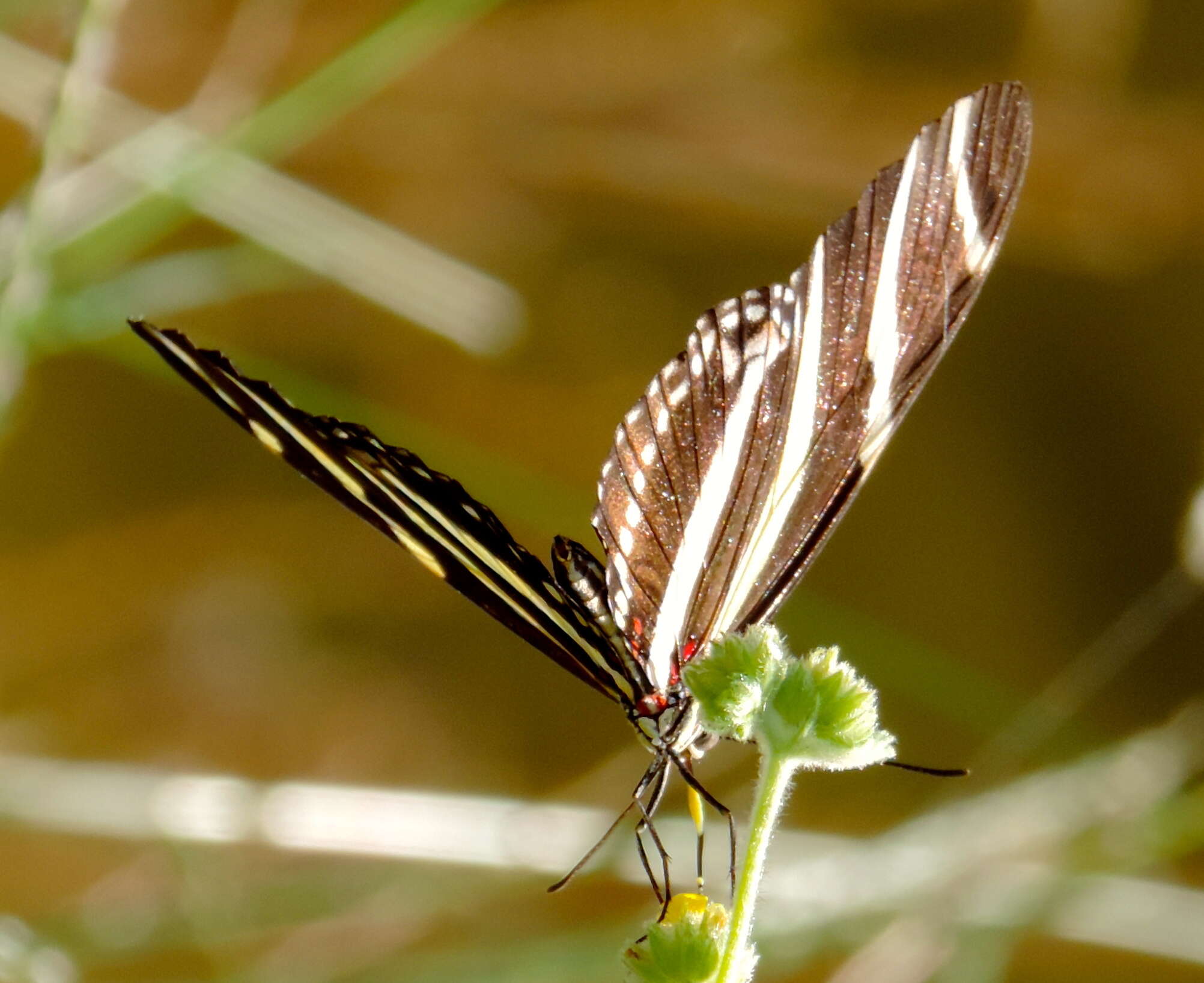 Image of Zebra Longwing