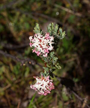 صورة Pimelea alpina F. Müll. ex Meissn.