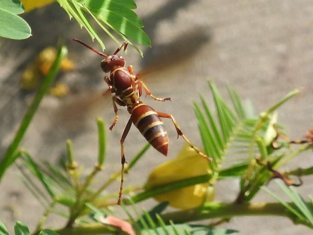 Image of Polistes bellicosus Cresson 1872