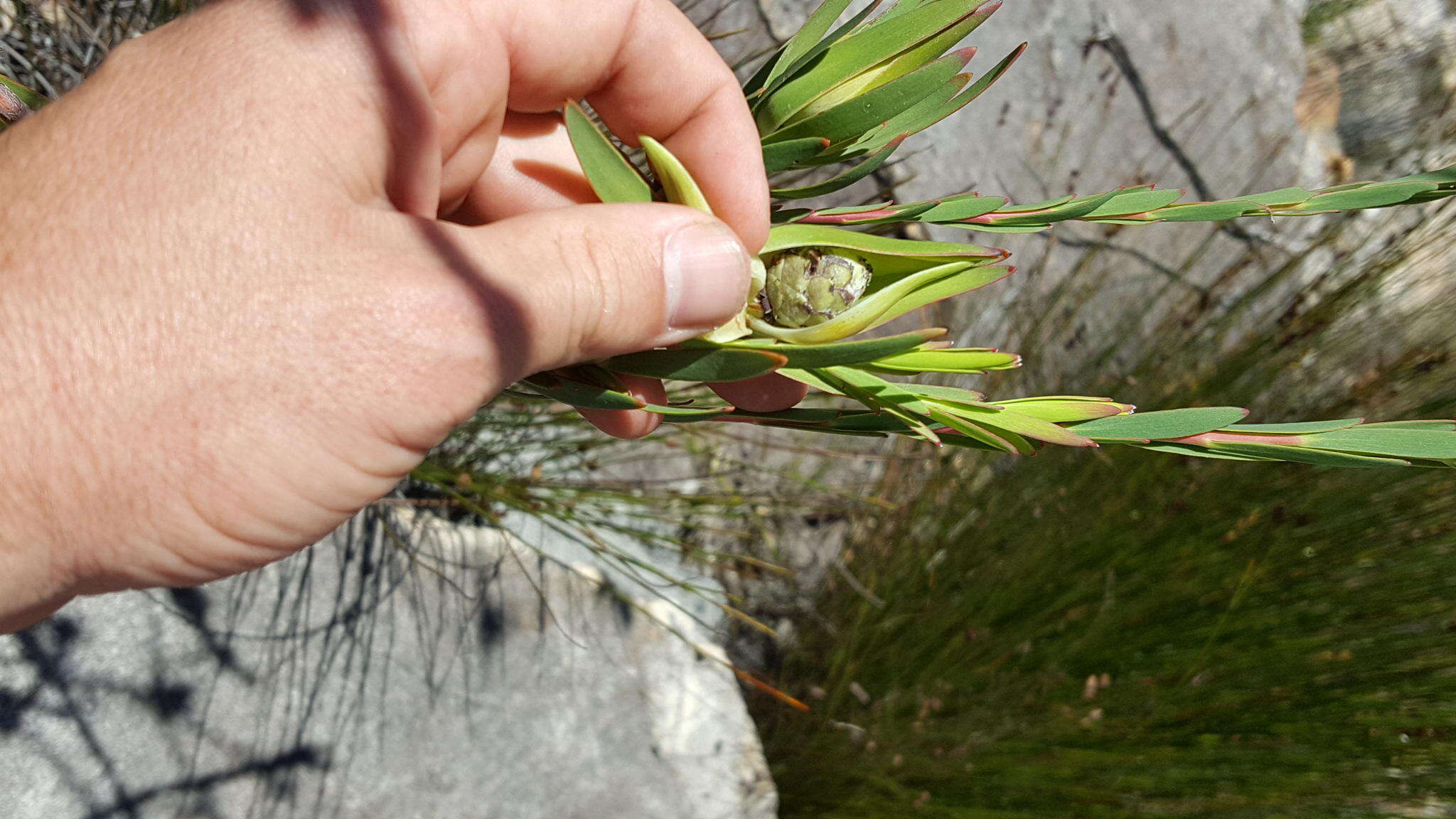 Image of Leucadendron diemontianum I. J. M. Williams