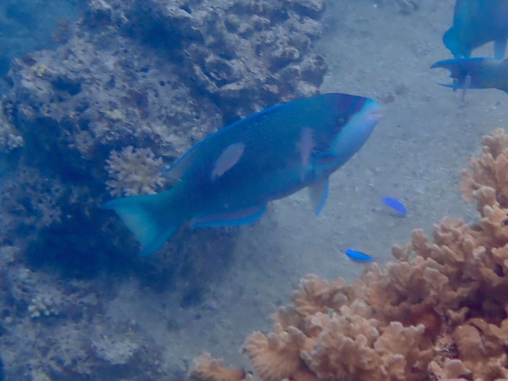 Image of Globehead Parrotfish