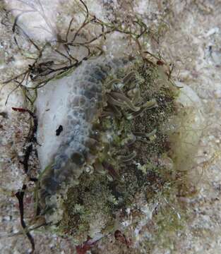 Image of collared sand anemone