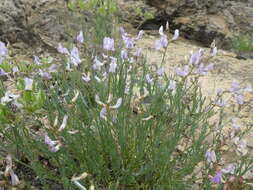 Astragalus miser Dougl. resmi