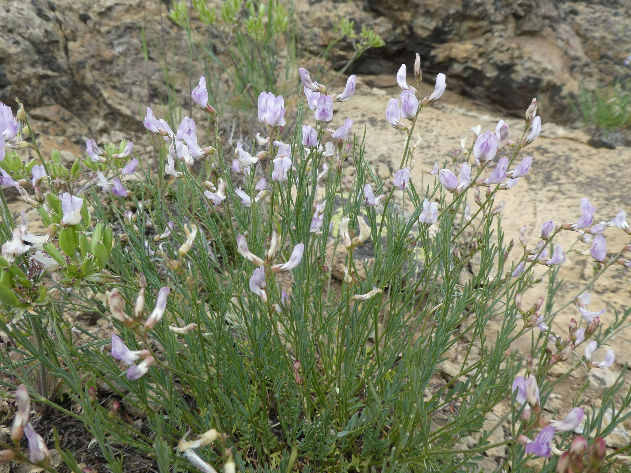 Astragalus miser Dougl. resmi