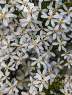 Image de Olearia teretifolia (Sond.) F. Müll.