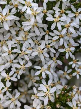 Image of cypress daisy-bush