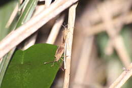 Plancia ëd Homoeocerus (Tliponius) unipunctatus (Thunberg 1783)