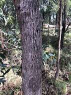 Eucalyptus radiata A. Cunn. ex DC. resmi