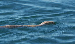 Image of Stoke’s seasnake