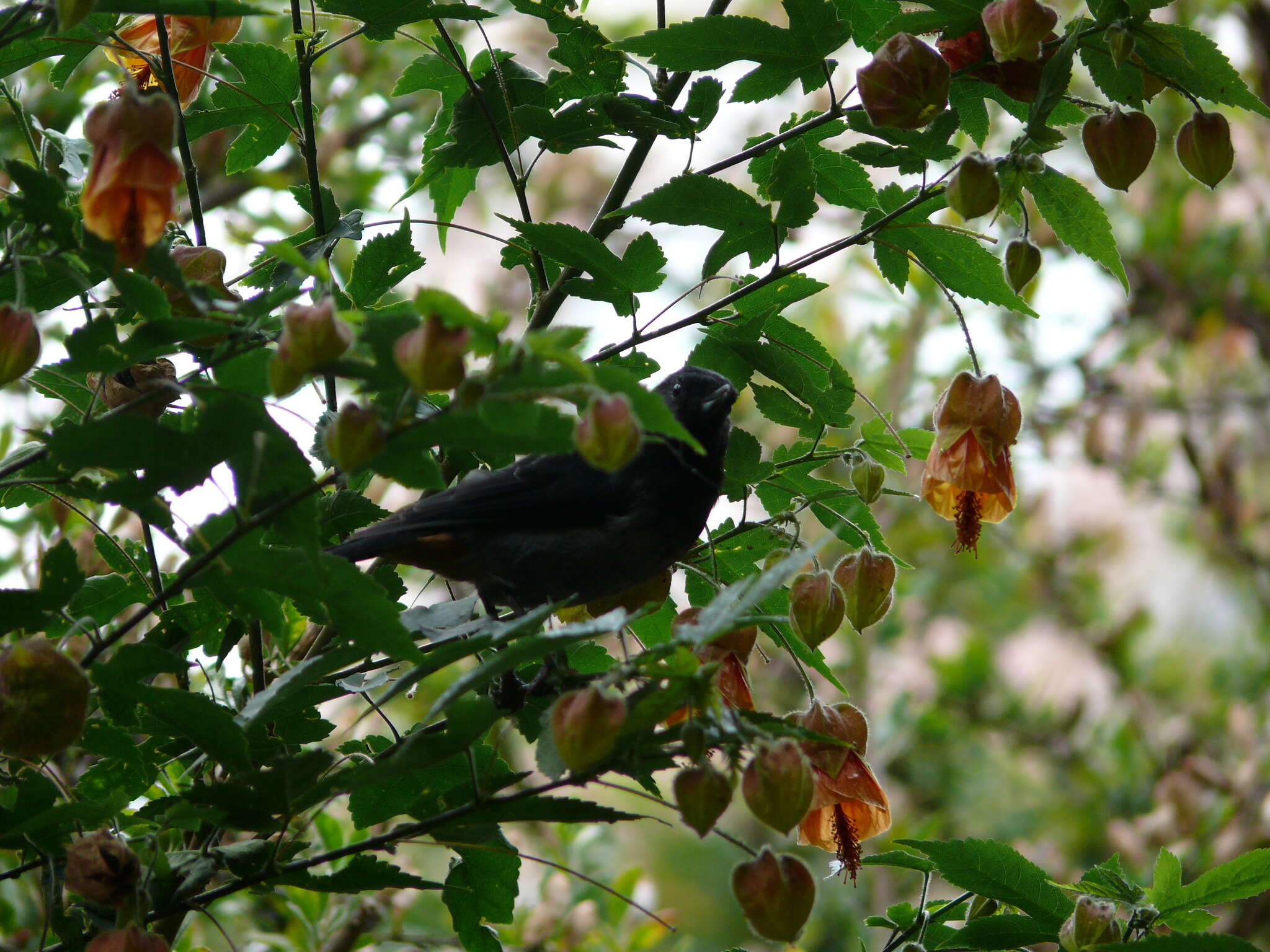 صورة Diglossa carbonaria (d'Orbigny & Lafresnaye 1838)