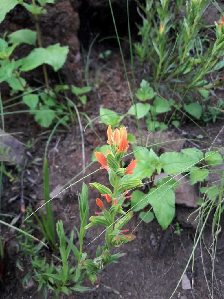 Image of Castilleja virgata (Wedd.) Edwin