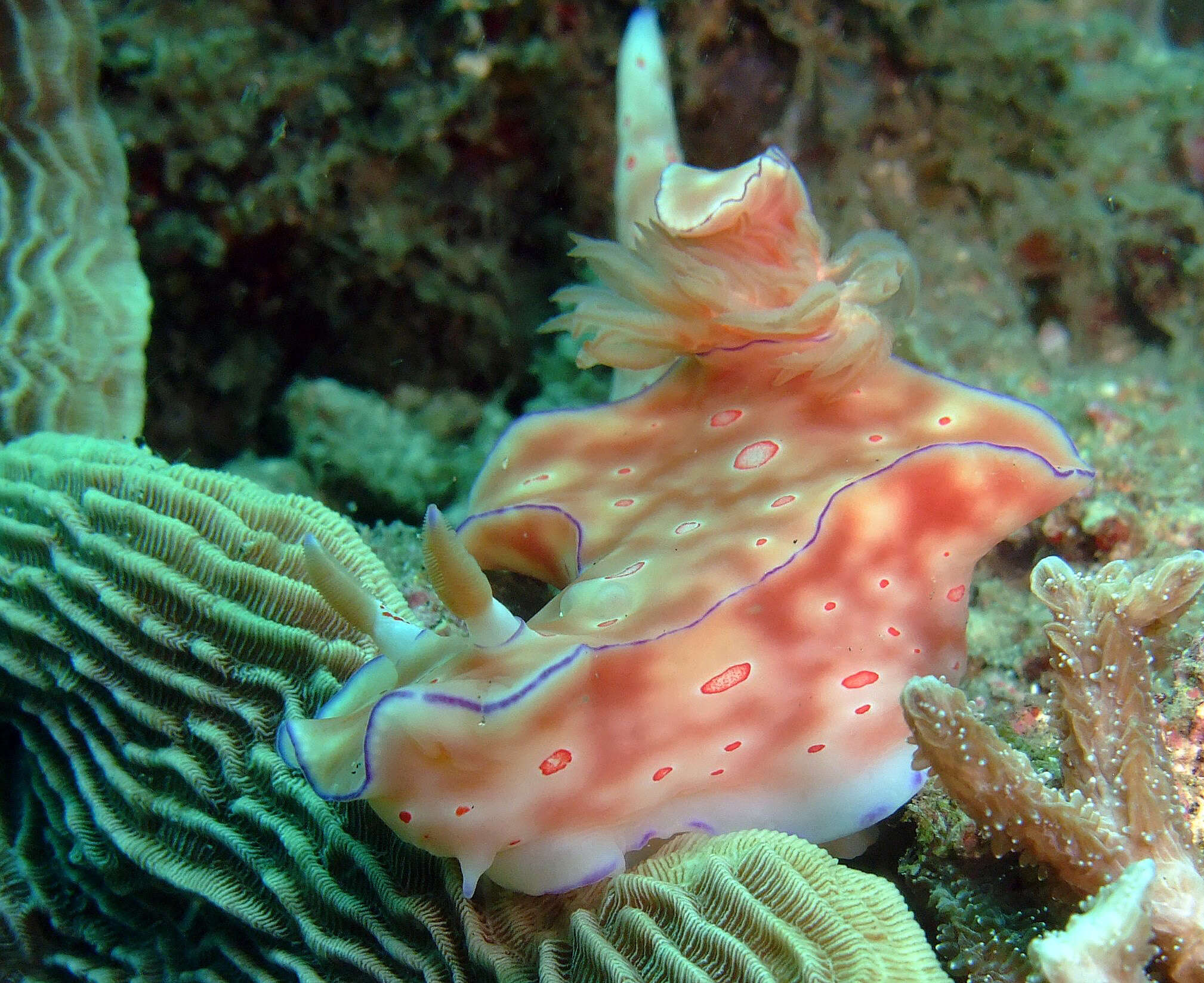 Image of Ceratosoma trilobatum (J. E. Gray 1827)