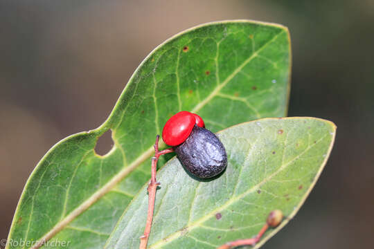 Image of Apodytes abbottii M. J. Potgieter & A. E. van Wyk